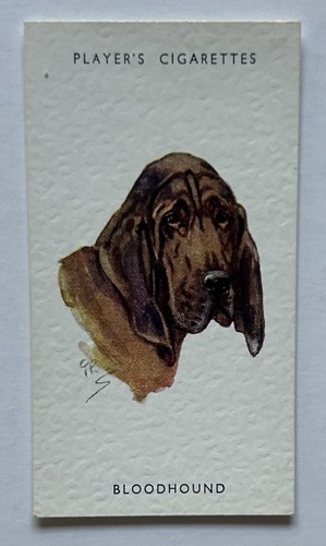 Player dogs heads - player’s, dogs’