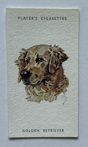 Player dogs heads - dogs’,