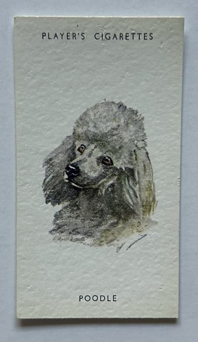 Player dogs heads - player’s, dogs’