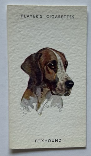 Player dogs heads - player’s, dogs’