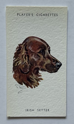 Player dogs heads - heads, irish
