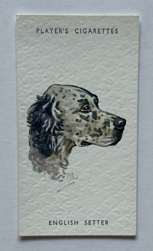 Player dogs heads - player’s,