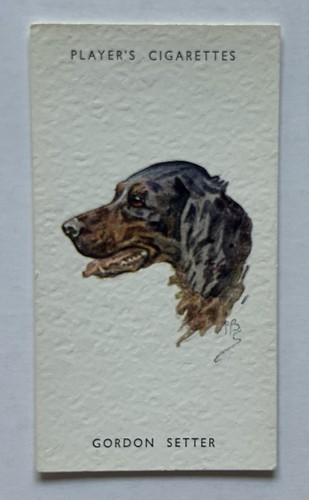 Player dogs heads - player’s, dogs’
