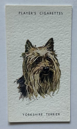 Player dogs heads - dogs’,