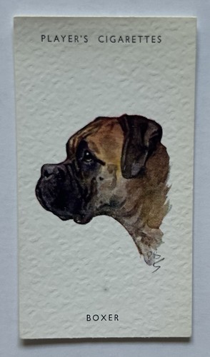 Player dogs heads boxer - heads,