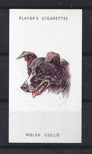 1940 peter biegel dog art - dog,