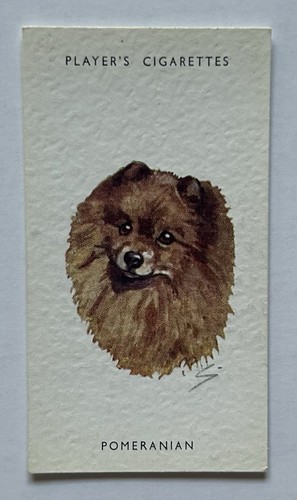 Player dogs heads - player’s,