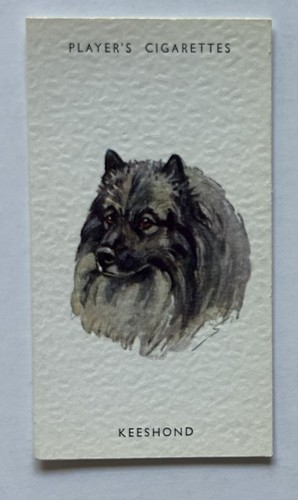 Player dogs heads - player’s,
