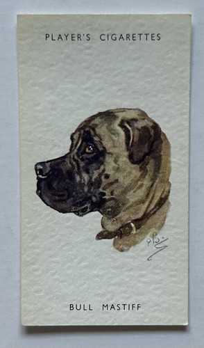 Player dogs heads bull - dogs’,