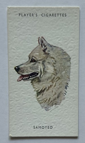 Player dogs heads - player’s,