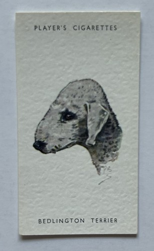 Player dogs heads - player’s, dogs’