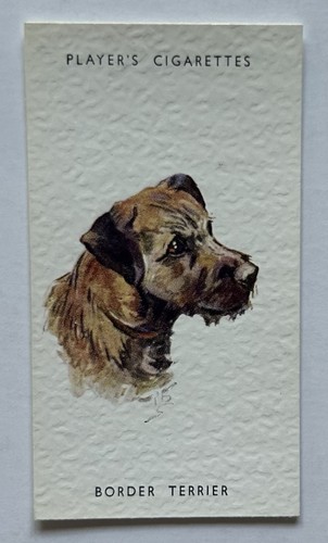 Player dogs heads - player’s, dogs’