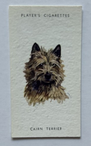 Player dogs heads cairn - dogs’,